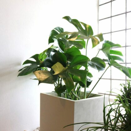 Lillepott veepaagiga, 25 cm, Blanco