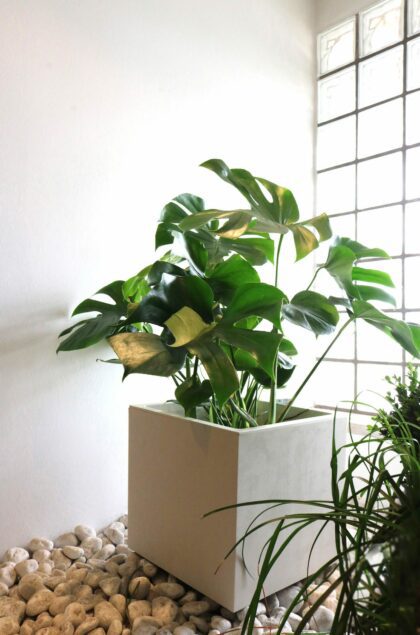 Lillepott veepaagiga, 25 cm, Blanco